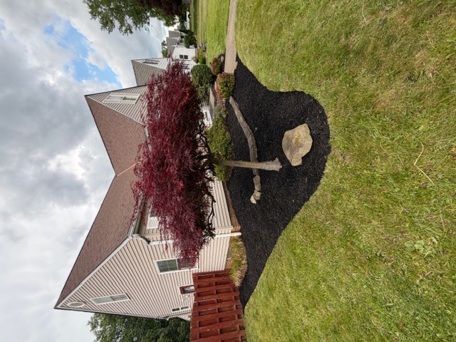 Tree landscape bed after edging, cleanup, and fresh mulch
