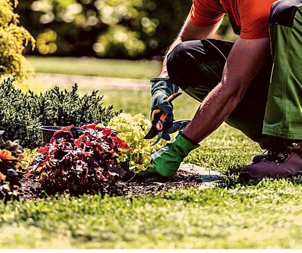 Gardener pruning plants in a maintained landscape bed