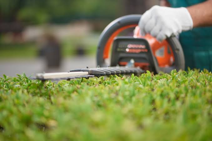 Hedge trimmer cutting the top of a green shrub