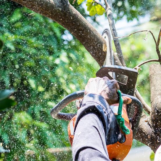 Chainsaw trimming a tree branch surrounded by green leaves